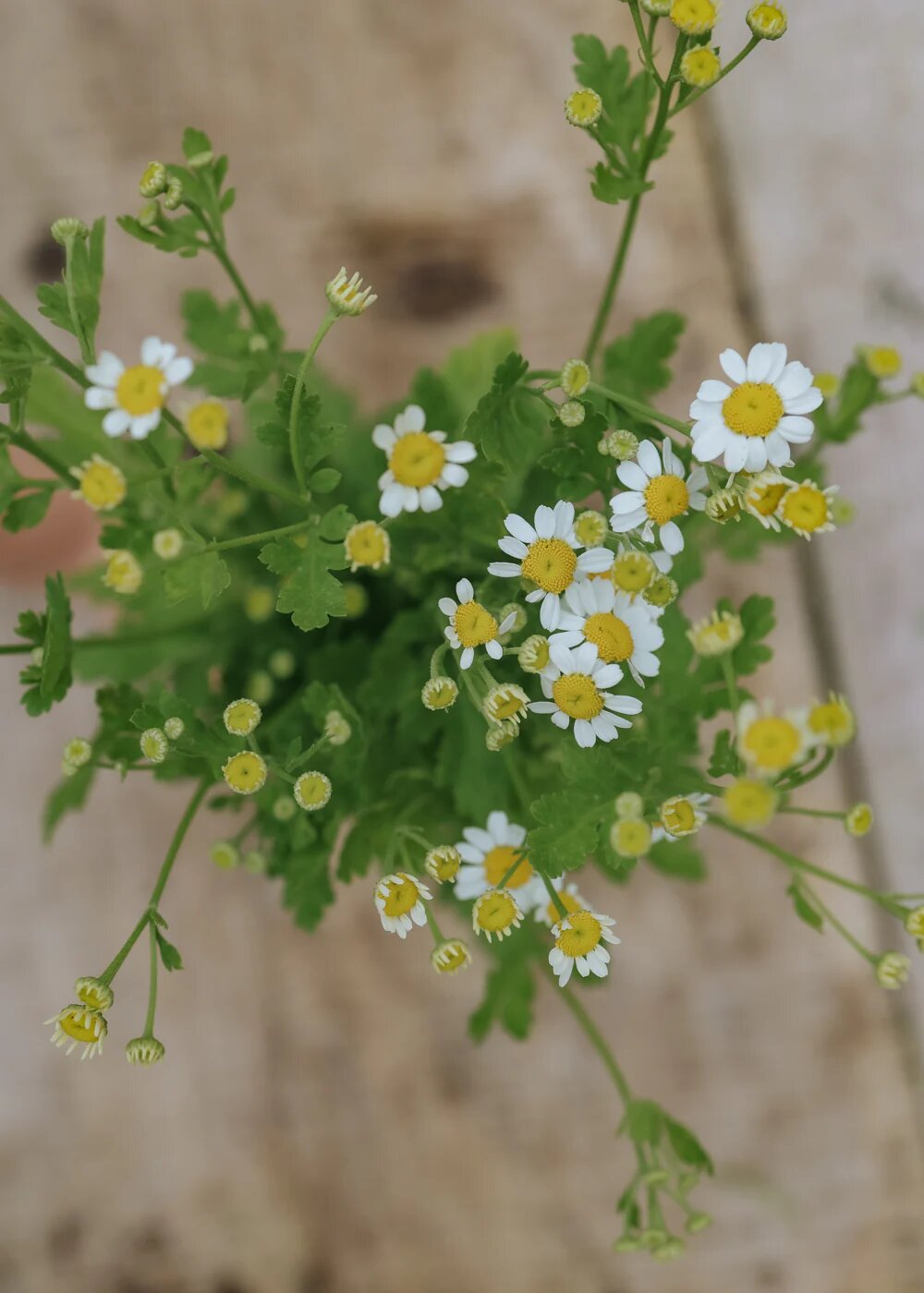 Mutterkraut Flower Seeds White – Heirloom, Non-GMO, High Germination Seeds