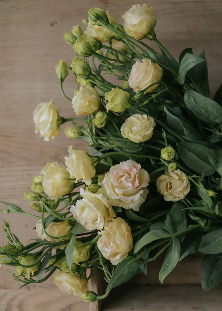 Yellow Lisianthus Flower Seeds – Heirloom Non-GMO High Germination Seeds