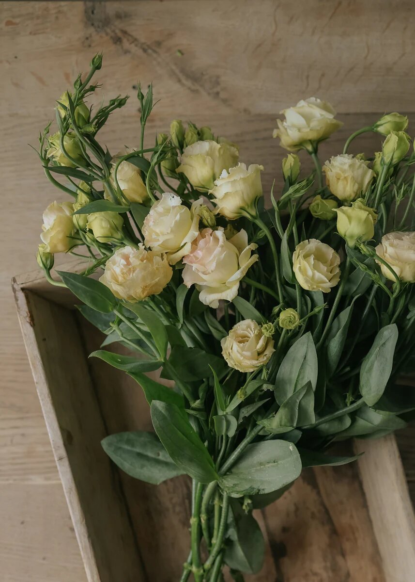 Yellow Lisianthus Flower Seeds – Heirloom Non-GMO High Germination Seeds