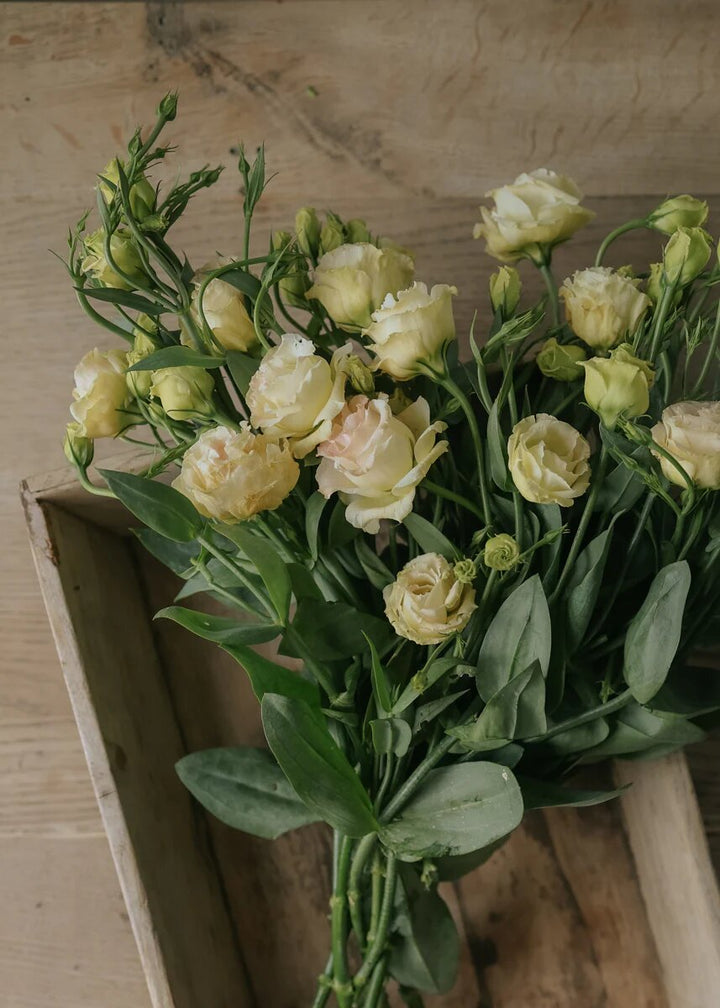 Yellow Lisianthus Flower Seeds – Heirloom Non-GMO High Germination Seeds