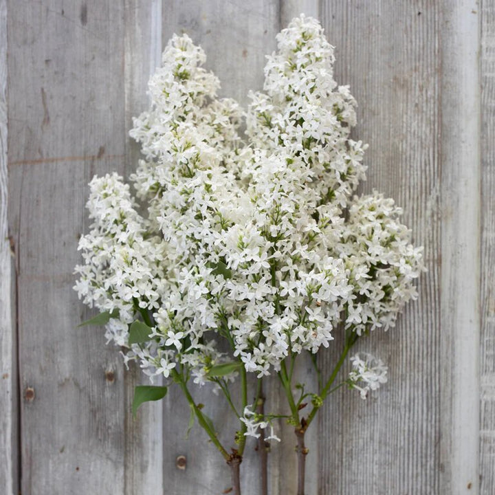 White Lilac Flower Seeds – Heirloom, Non-GMO, High Germination Seeds