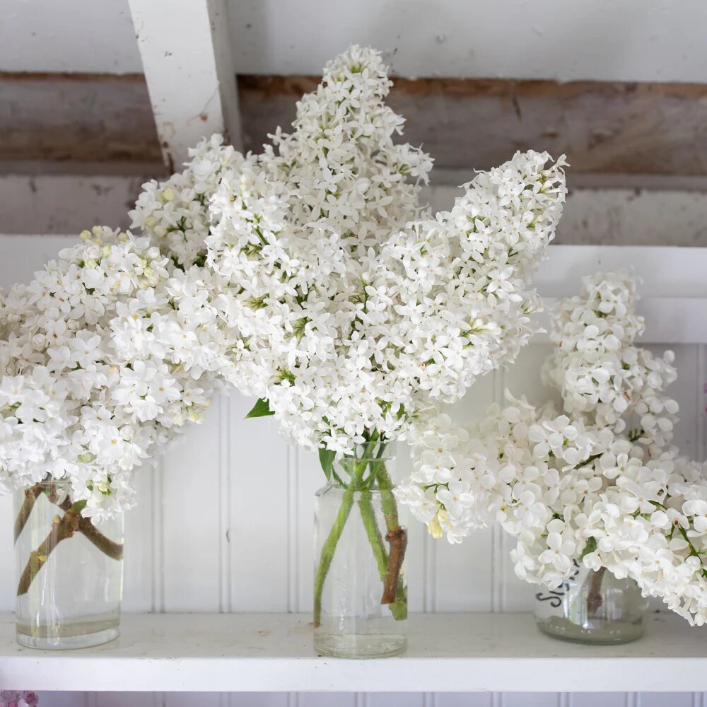 White Lilac Flower Seeds – Heirloom, Non-GMO, High Germination Seeds