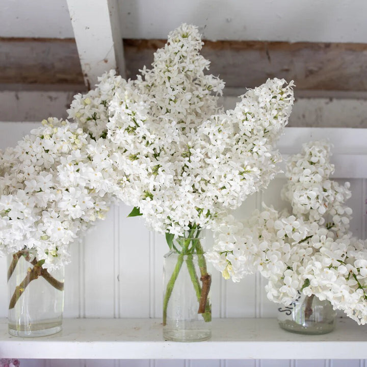 White Lilac Flower Seeds – Heirloom, Non-GMO, High Germination Seeds