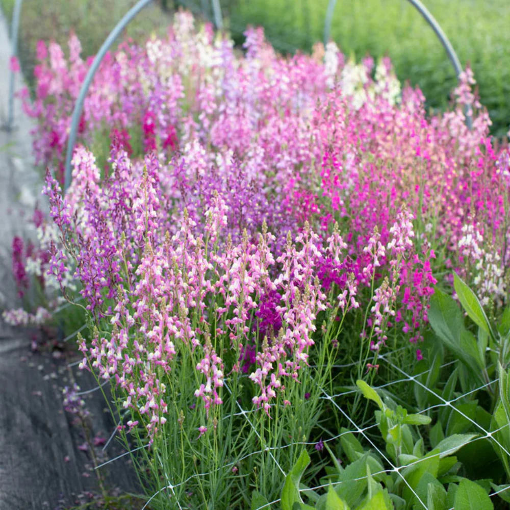 linariapolarlightsimportedheirloomnongmohighgerminationorganicgarden flower seeds