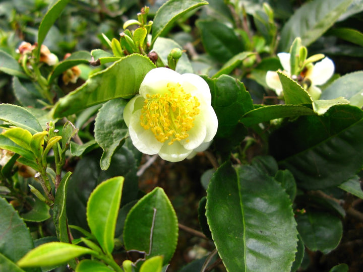 Camellia sinensis Flower Seeds – Heirloom, Non-GMO, High Germination Seeds for Planting