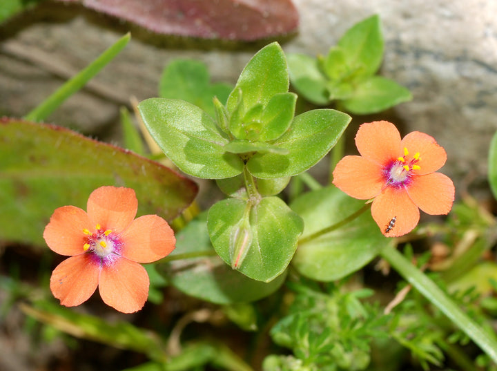 Orange Anagallis Monelli Flower Seeds – Heirloom, Non-GMO, High Germination Seeds