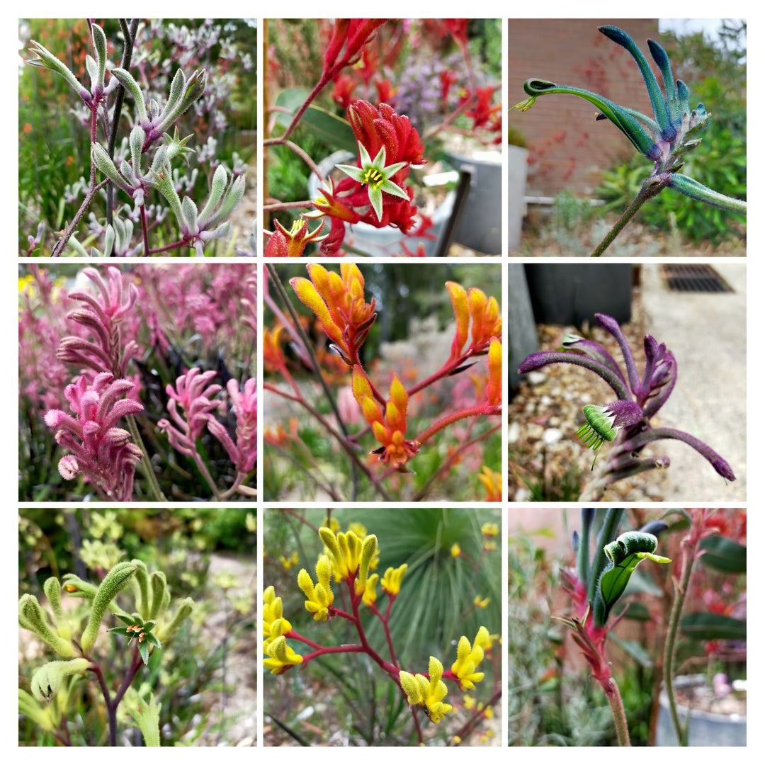 Mixed Anigozanthos Flower Seeds – Heirloom, Non-GMO, High Germination Seeds