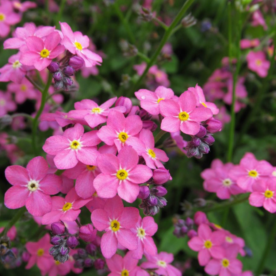 Bobo Victoria herb seeds