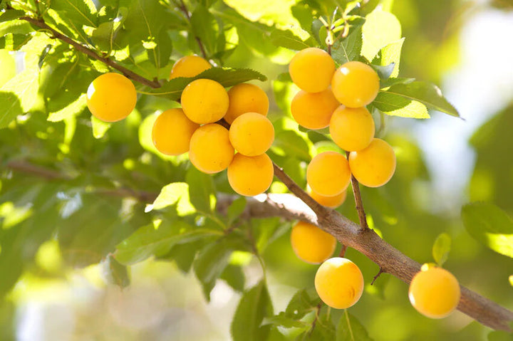 Mirabelle Plum Fruit Seeds – Heirloom, Non-GMO, High Germination Organic Garden Seeds