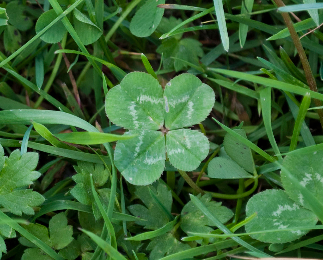 Four Leaf Clover Herb Seeds for Planting – Heirloom, Non-GMO, High Germination Seeds