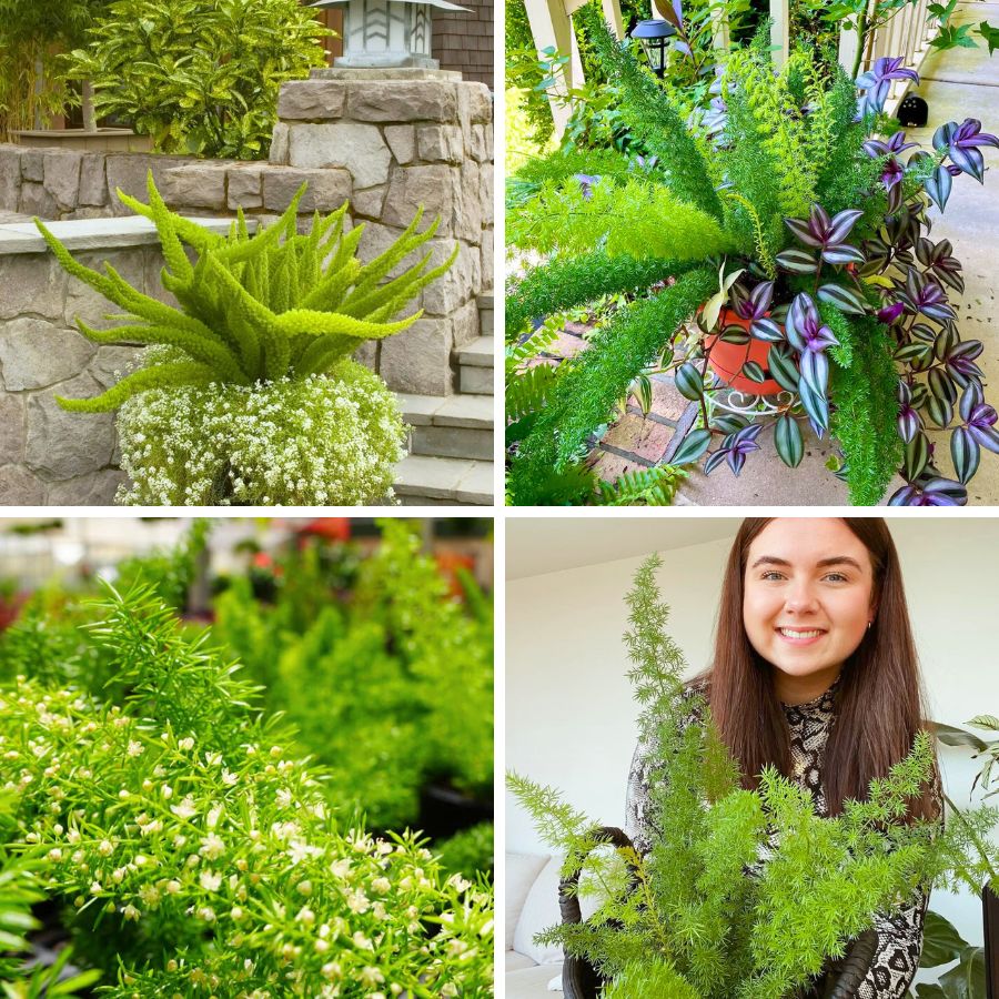 Futaba Perennial Foxtail Fern Seeds – Heirloom, Non-GMO, High Germination Seeds