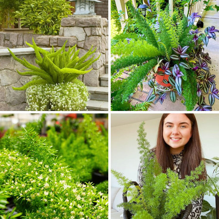 Futaba Perennial Foxtail Fern Seeds – Heirloom, Non-GMO, High Germination Seeds