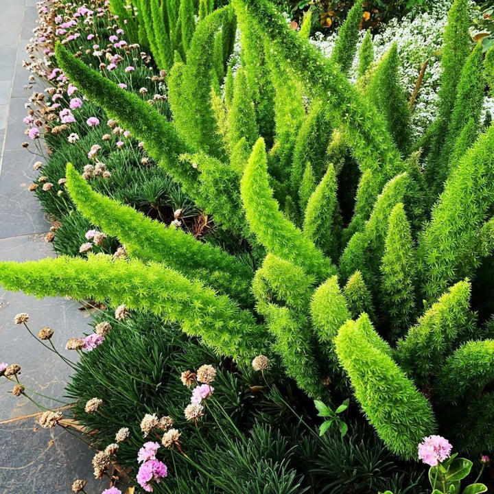 Futaba Perennial Foxtail Fern Seeds – Heirloom, Non-GMO, High Germination Seeds