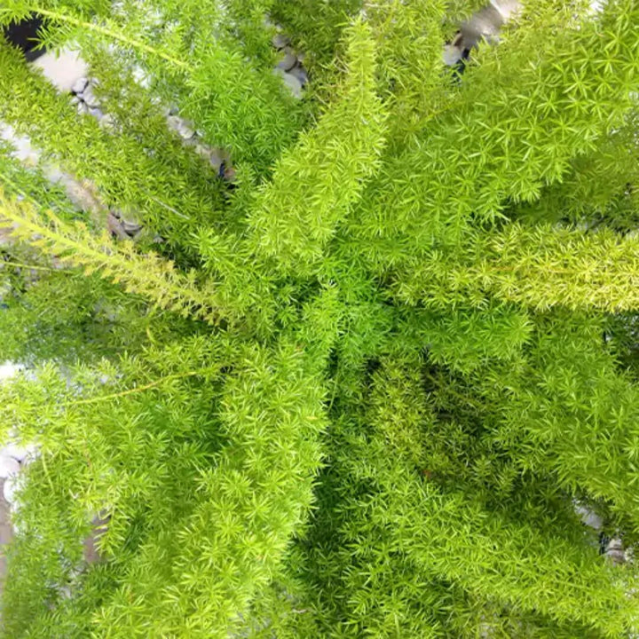 Futaba Perennial Foxtail Fern Seeds – Heirloom, Non-GMO, High Germination Seeds