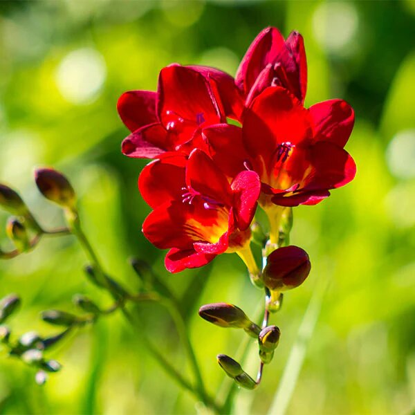 Red Freesia Flower Seeds – Heirloom Non-GMO High Germination Organic Garden Seeds