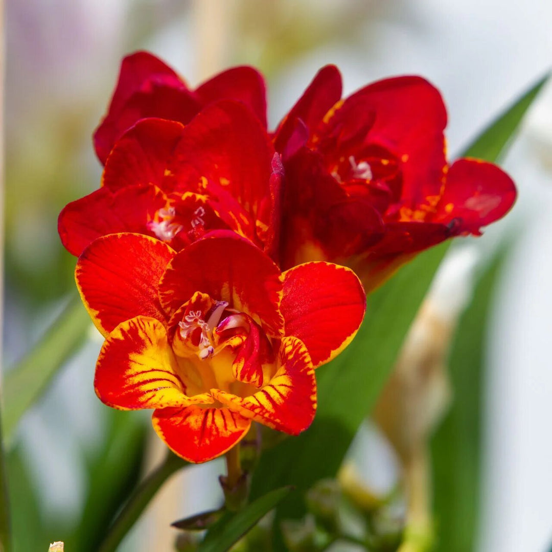 Red Freesia Flower Seeds – Heirloom Non-GMO High Germination Organic Garden Seeds