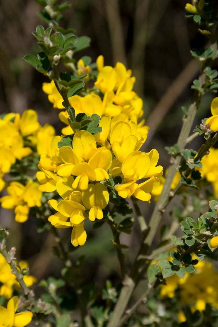 Genista Flower Seeds – Heirloom Non-GMO High Germination Organic Garden Seeds