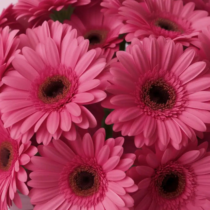 Semillas de Caléndula Rosa – Heirloom, No Transgénicas, Alta Germinación para Siembra