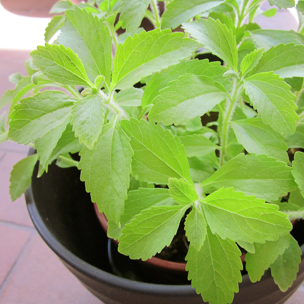 Stevia Herb herb seeds