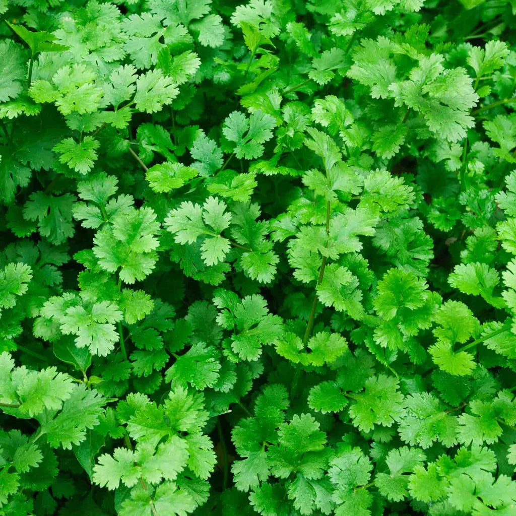 Coriander Coriandrum herb seeds