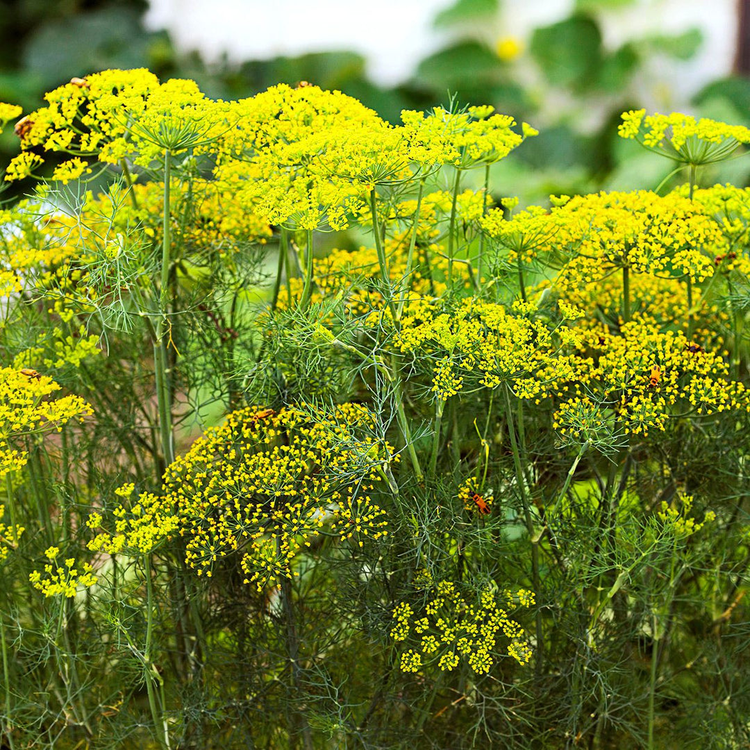 Dill Anethum herb seeds