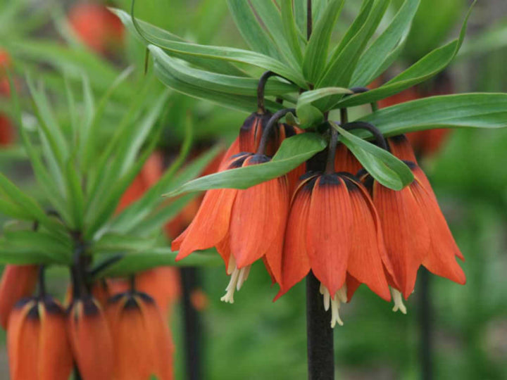 Imperial Flower Seeds Orange – Heirloom, Non-GMO, High Germination Seeds