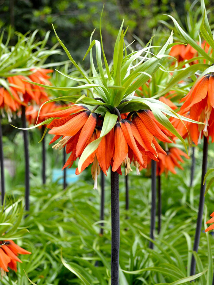 Imperial Flower Seeds Orange – Heirloom, Non-GMO, High Germination Seeds