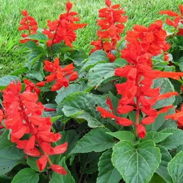 frostintolerantpreferswarmclimatenotheatresistantannualherbflowerssalivaheirloomnongmohighgerminationorganicgarden flower seeds