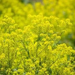 frosttolerantdeeprootedplantsstorbilantheaperennialvarietiesofperennialrootflowerheirloomnongmohighgerminationorganicgarden flower seeds