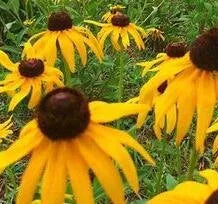 frosttolerantsunlovingratibidacolumniferaperennialvarietiesofperennialrootflowerheirloomnongmohighgerminationorganicgarden flower seeds