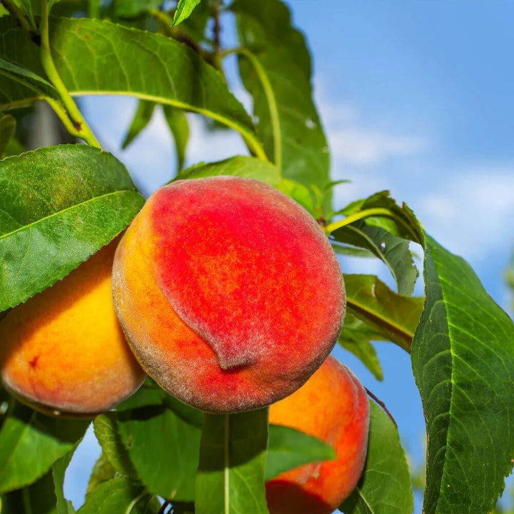 Peach Seeds Red for Planting – Heirloom Non-GMO High Germination Organic Garden Seeds