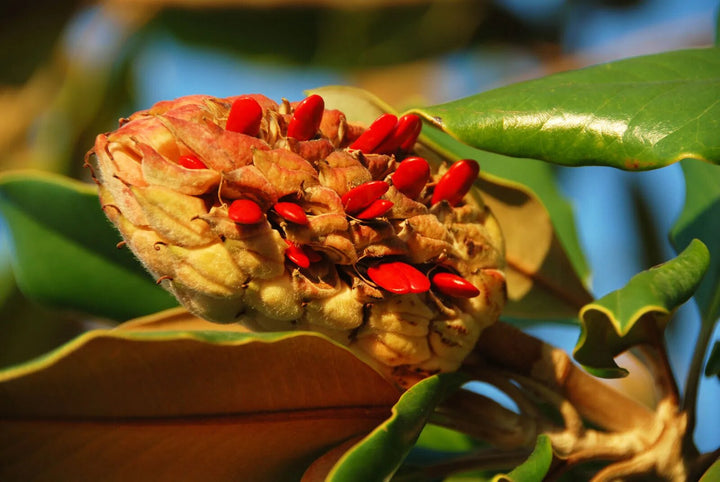 Red Magnolia Flower Seeds – Heirloom, Non-GMO, High Germination, Organic Garden Seeds