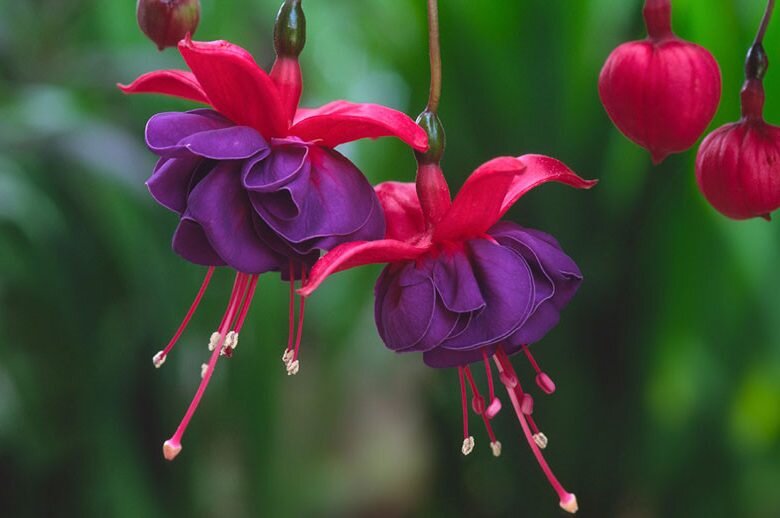 Rot Violett Fuchsie Blumensamen – Alte Sorte Gentechnikfrei Hohe Keimfähigkeit Bio-Garten