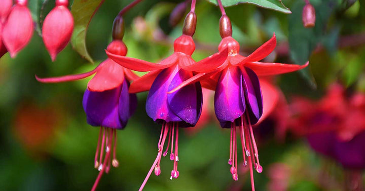 Rot Violett Fuchsie Blumensamen – Alte Sorte Gentechnikfrei Hohe Keimfähigkeit Bio-Garten
