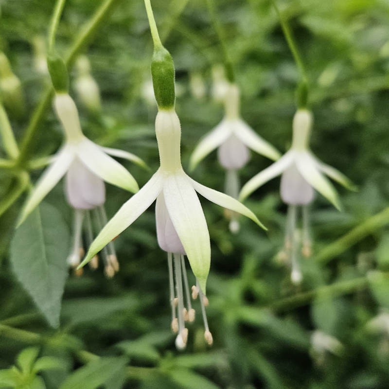 Fuchsia Flower Seeds White Heirloom Non-GMO High Germination Organic Seeds
