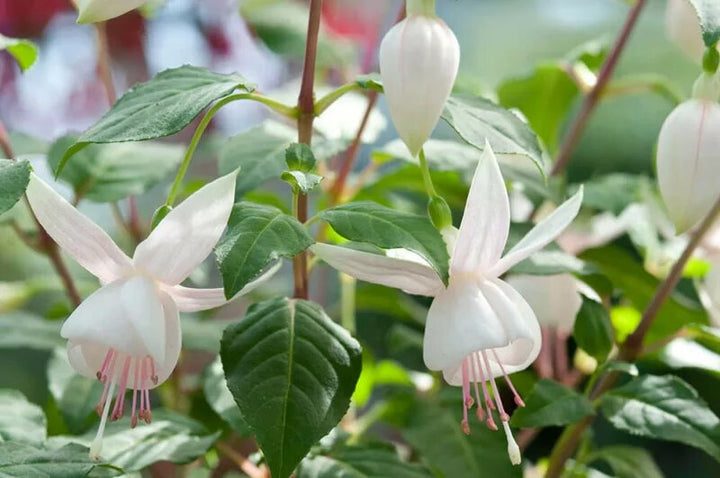 White Fuchsia Seeds for Planting – Heirloom, Non-GMO, High Germination Organic