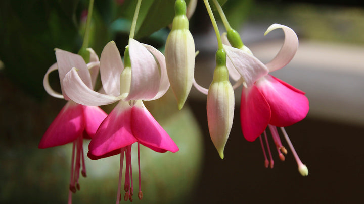 Pink White Fuchsia Flower Seeds – Heirloom, Non-GMO, High Germination Organic