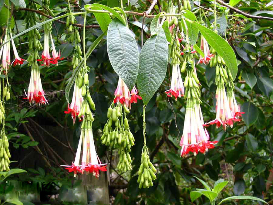 Light Green Fuchsia Seeds for Planting – Heirloom, Non-GMO, High Germination Seeds