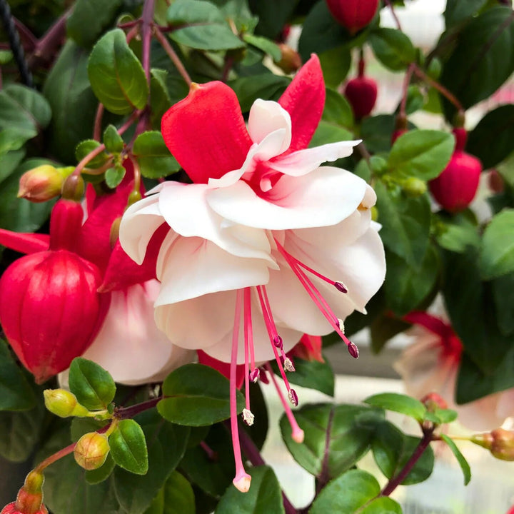 White Red Fuchsia Flower Seeds – Heirloom, Non-GMO, High Germination Seeds