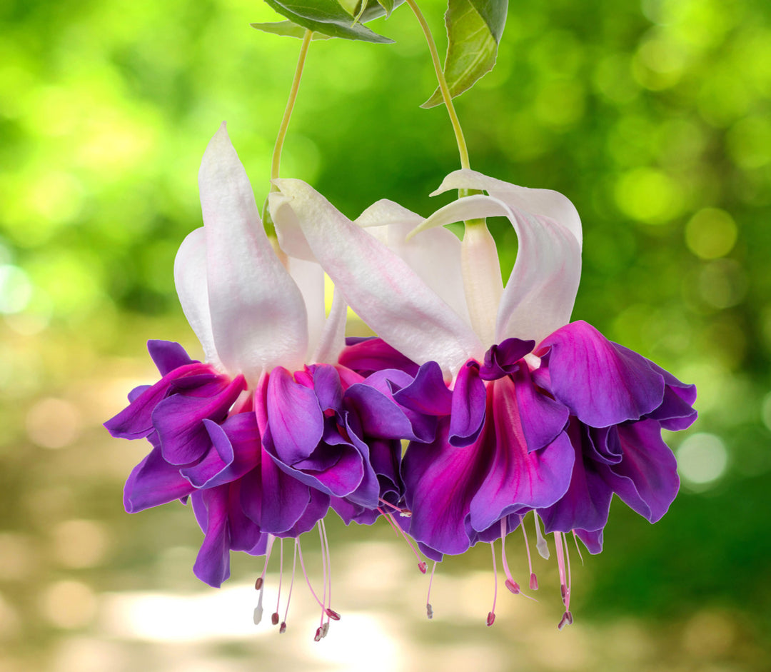White Purple Fuchsia Flower Seeds – Heirloom Non-GMO High Germination Seeds