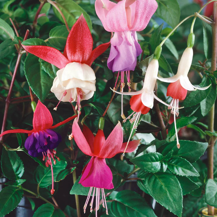 Fuchsia Flower Seeds Mixed – Heirloom, Non-GMO, High Germination Garden Seeds