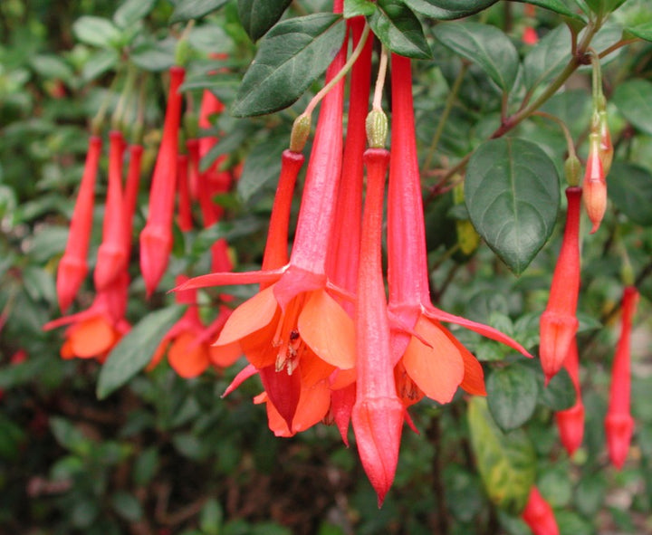 Red Fuchsia Flower Seeds for Planting – Heirloom, Non-GMO, High Germination Seeds