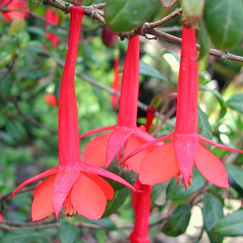 Red Fuchsia Flower Seeds for Planting – Heirloom Non-GMO High Germination