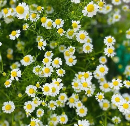 fullsuntopartialshadedryinshadematricariachamomillalcutflowerheirloomnongmohighgerminationorganicgarden flower seeds