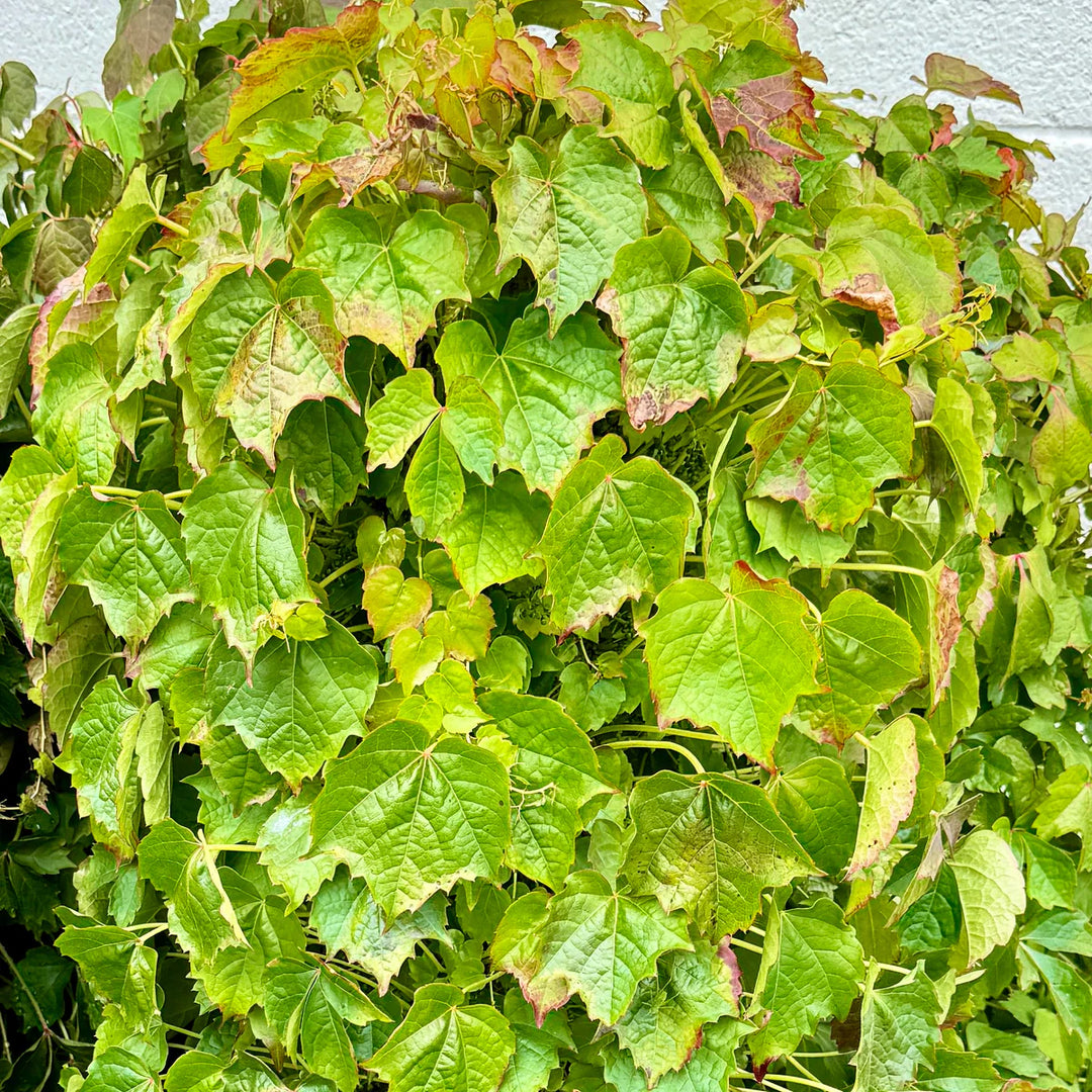 Green Ivy herb seeds