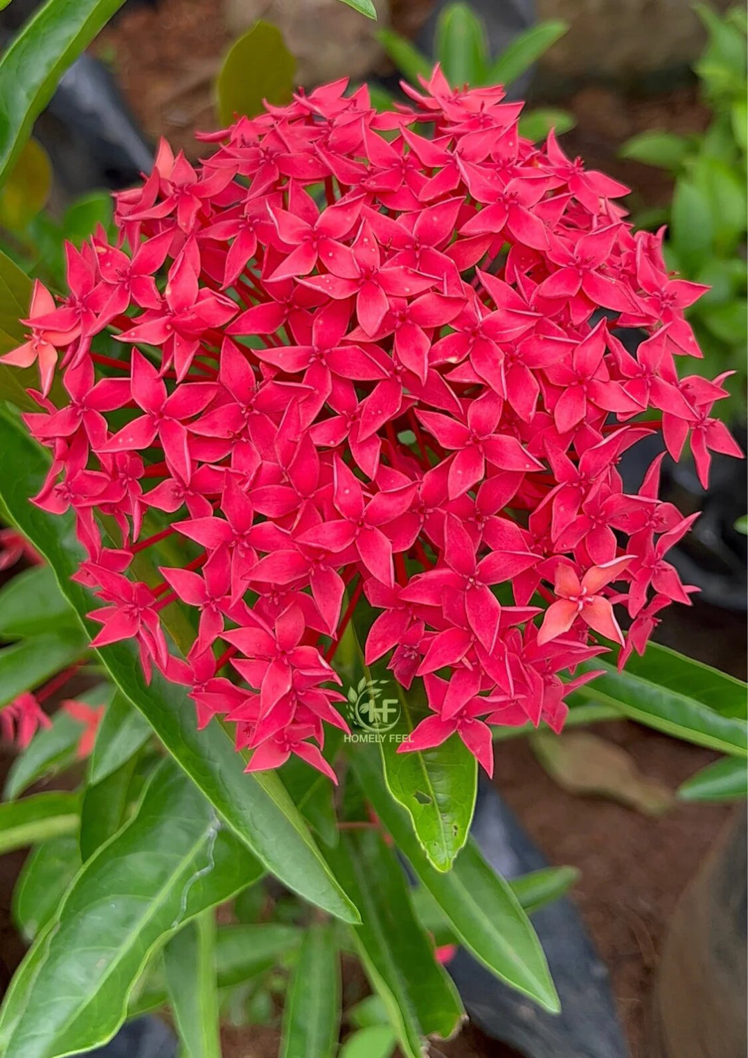 Ixora-Blumensamen Rot – Erbstück, gentechnikfrei, hochkeimfähig