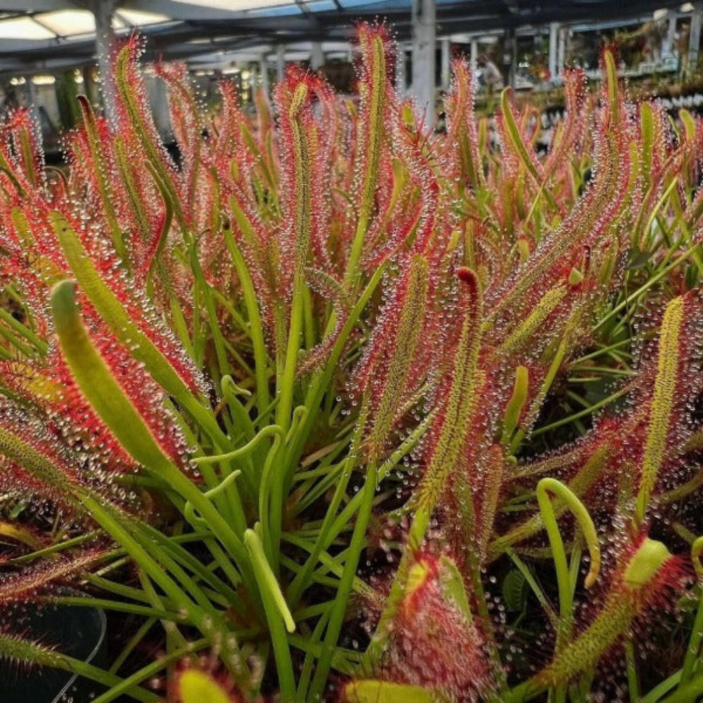 drosera capensis flower seeds