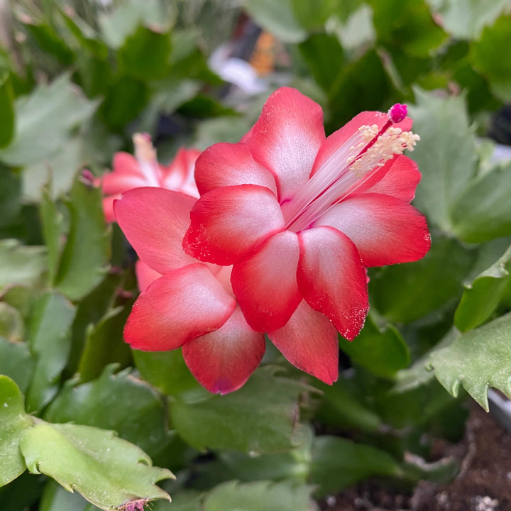 Red Schlumbergera Flower Seeds for Planting – Heirloom Non-GMO, High Germination Organic Garden Seeds