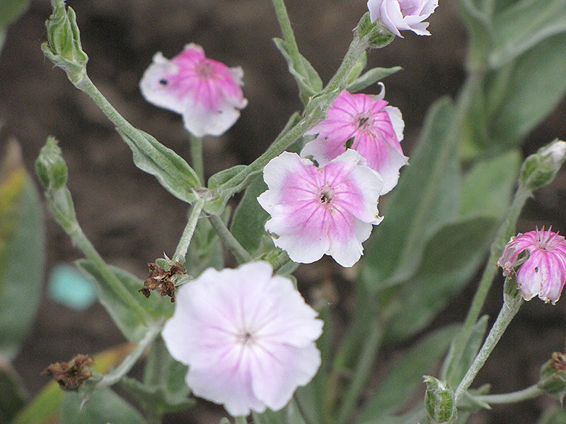 White Pink Lychnis Flower Seeds Heirloom Non-GMO High Germination Organic Garden Seeds for Planting