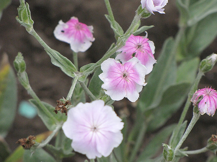 White Pink Lychnis Flower Seeds Heirloom Non-GMO High Germination Organic Garden Seeds for Planting